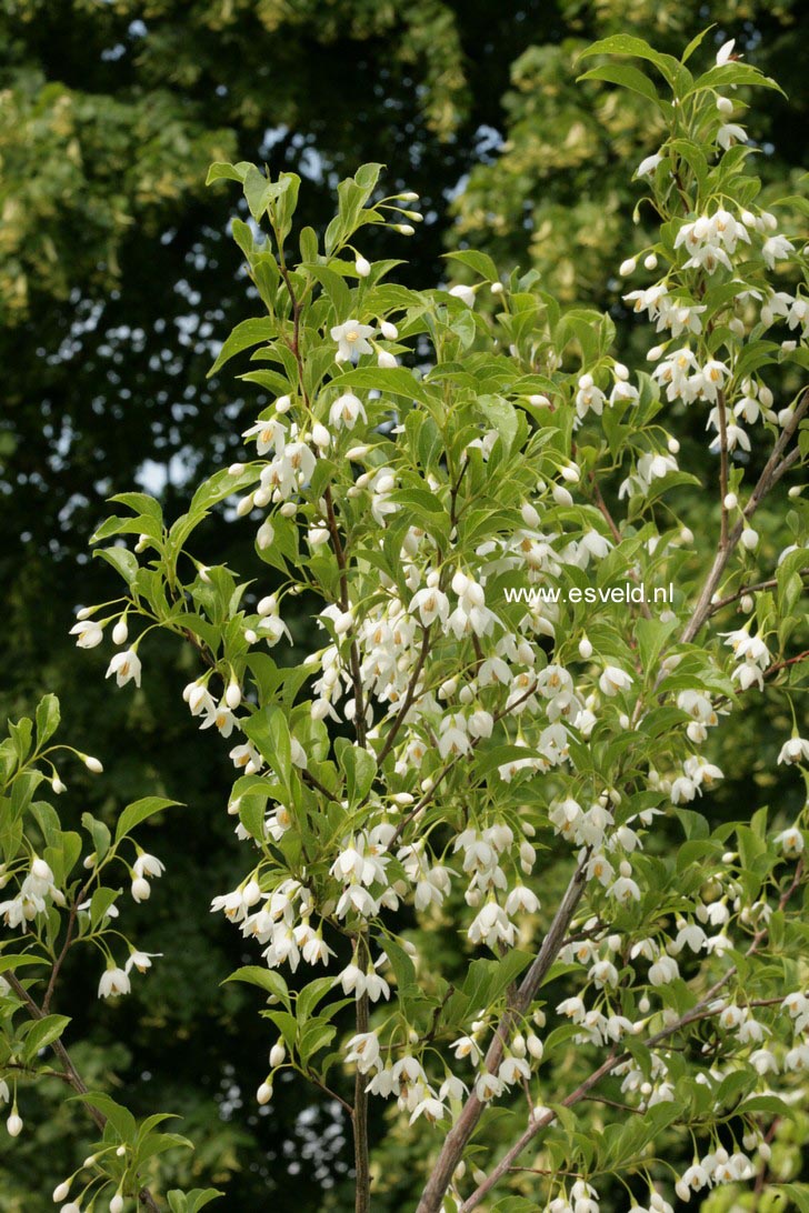 Styrax japonicus 'JFS-D' (SNOWCONE)