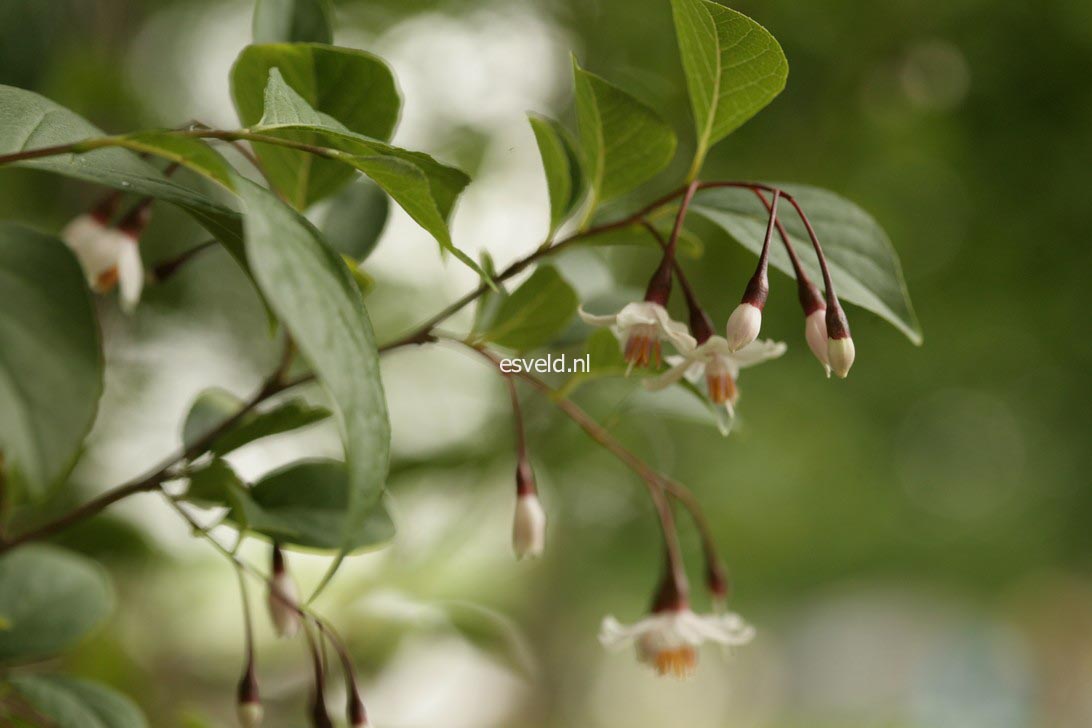 Styrax japonicus 'Pink Snowbell'