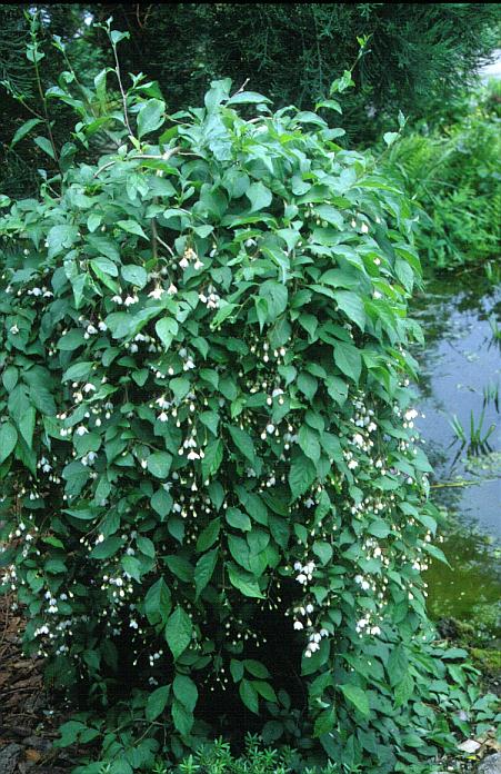 Styrax japonicus f. pendulus