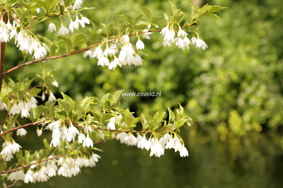 Styrax japonicus var. jippei-kawamurai