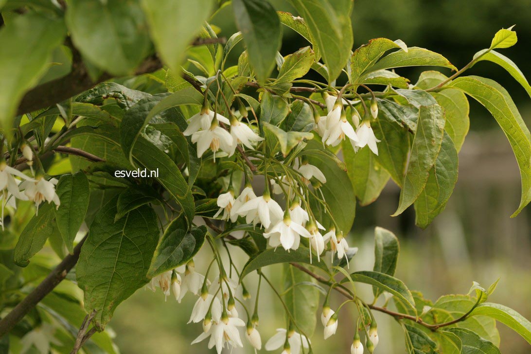 Styrax wuyuanensis
