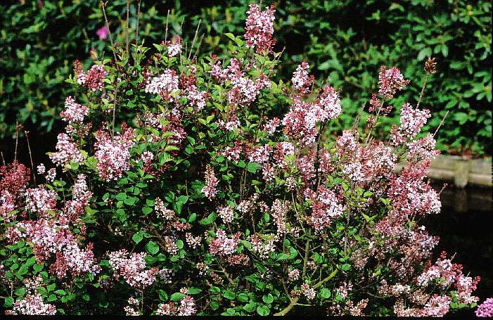 Syringa 'Josee'