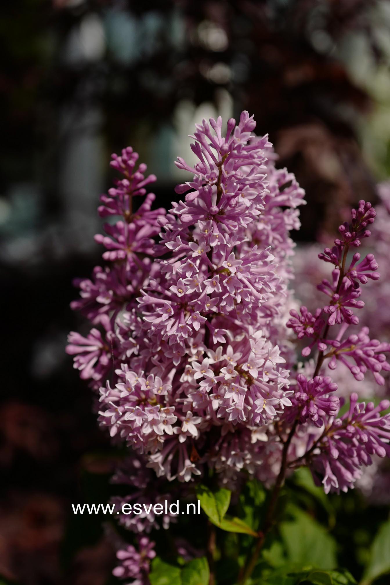 Syringa 'Minuet'