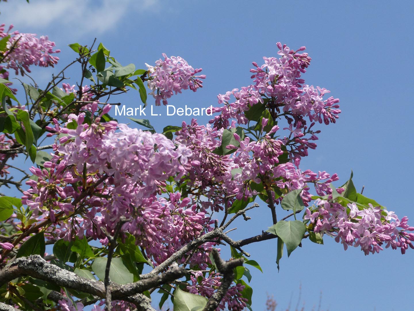 Syringa hyacinthiflora 'Buffon'