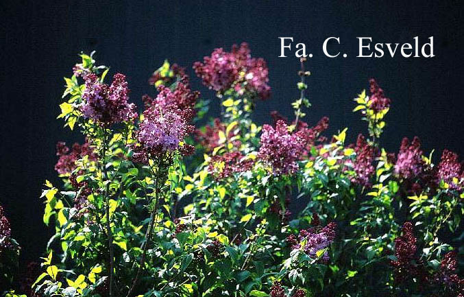 Syringa hyacinthiflora 'Esther Staley'