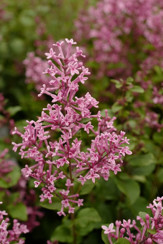 Syringa meyeri 'Pink Perfume' (BLOOMERANG)