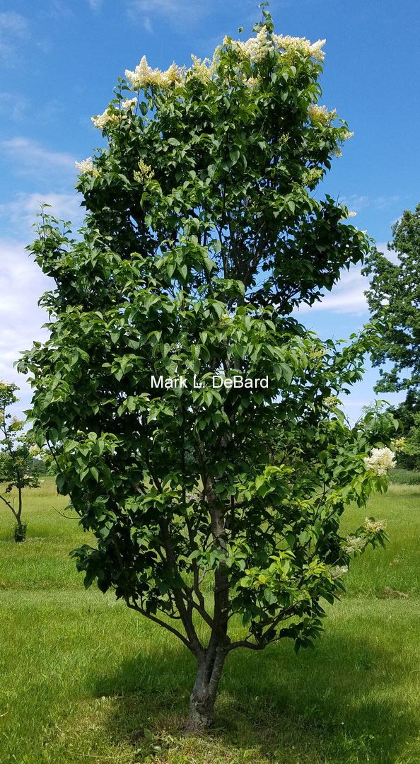 Syringa reticulata 'Regent'