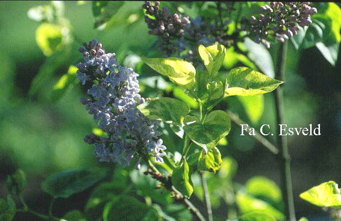Syringa vulgaris 'Aucubifolia'