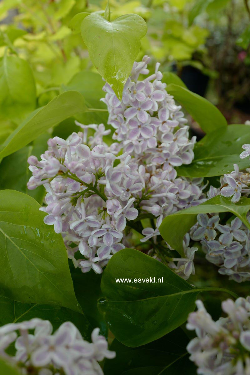 Syringa vulgaris 'Lila Wonder'