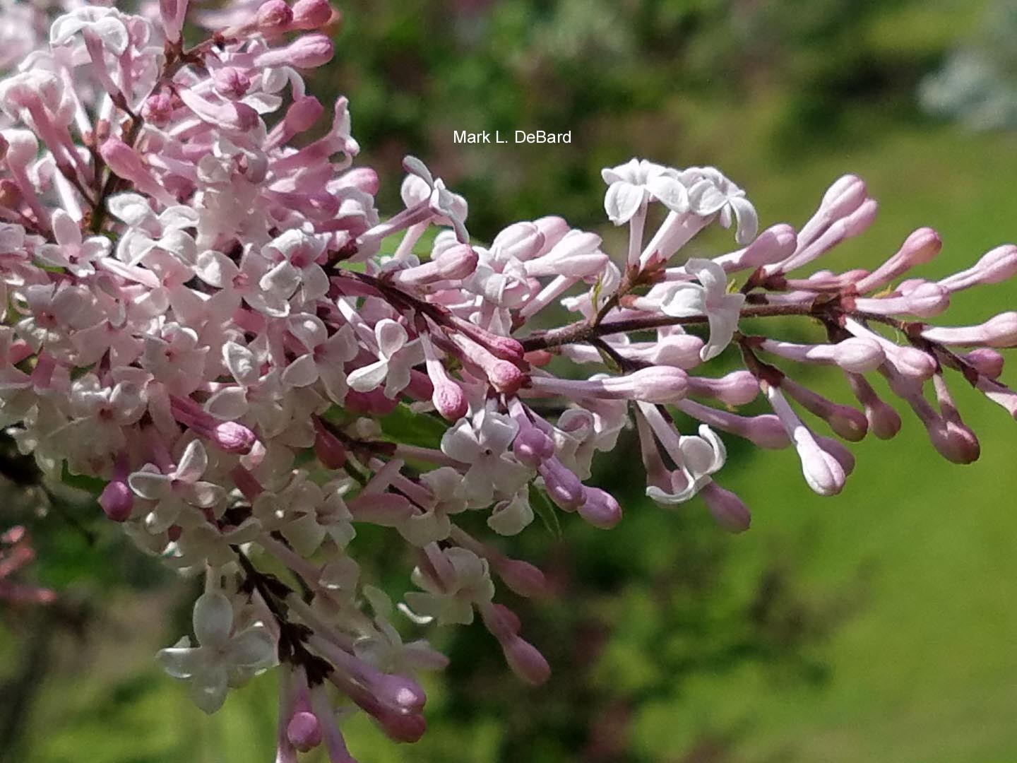 Syringa vulgaris 'Macrostachya'