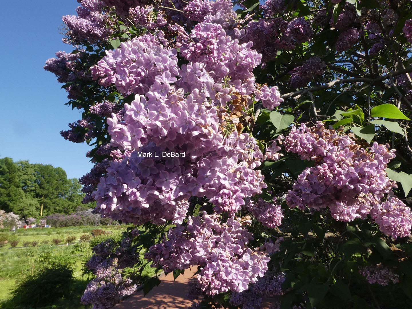 Syringa vulgaris 'Mechta'