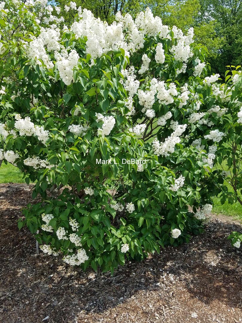 Syringa vulgaris 'Rochester'