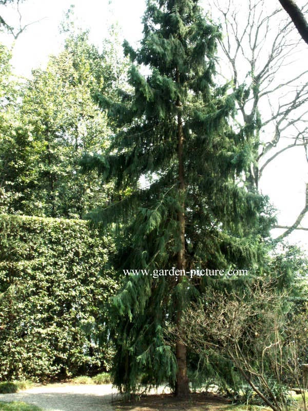 Taiwania cryptomerioides