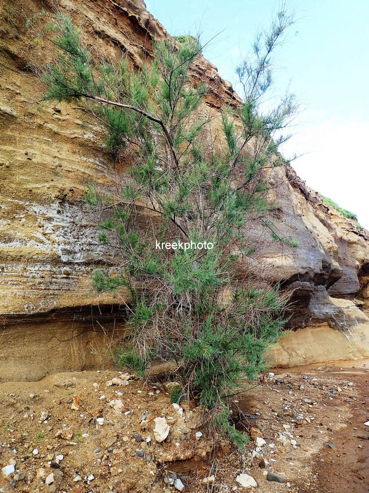 Tamarix gallica