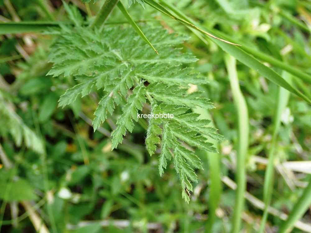 Tanacetum corymbosum