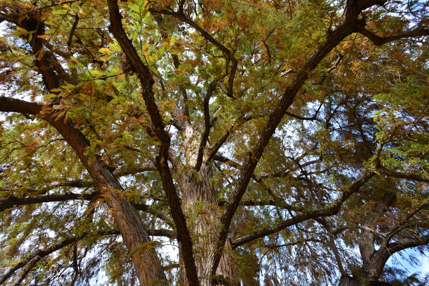 Taxodium mucronatum