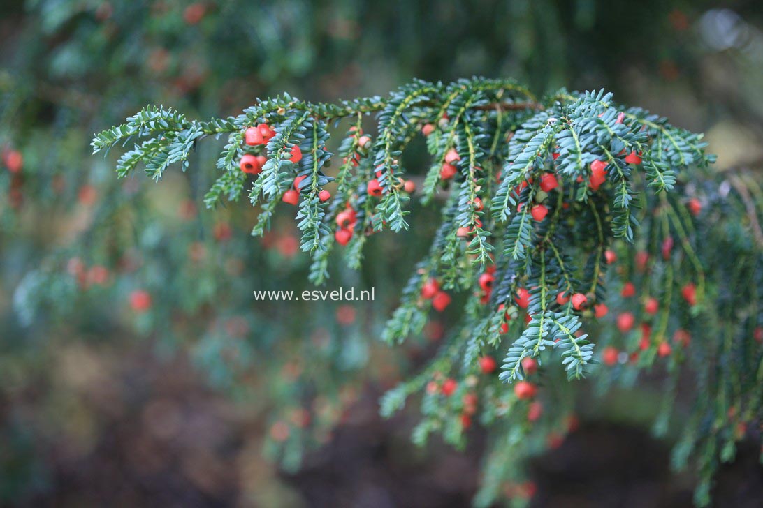 Taxus baccata 'Adpressa'