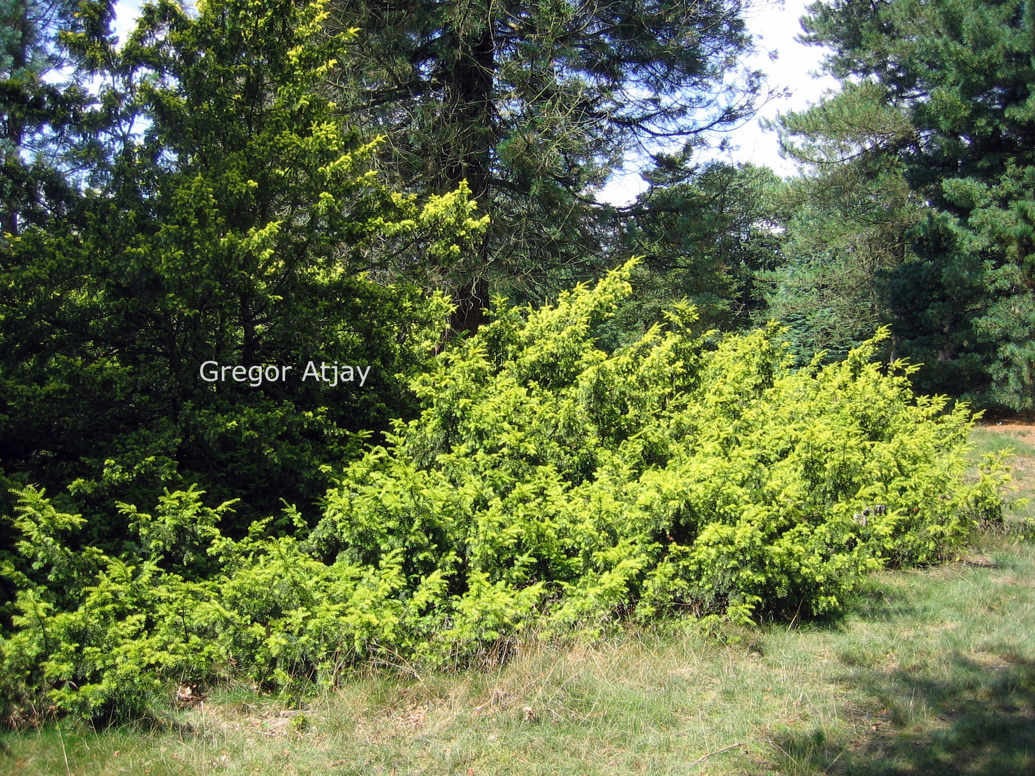 Taxus baccata 'Aurea'