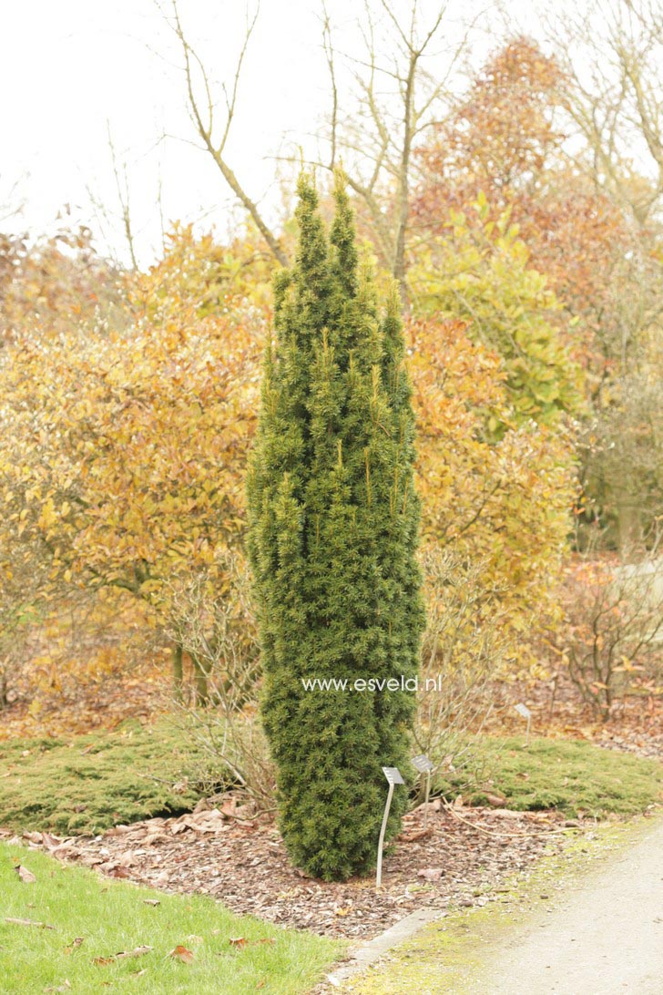 Taxus baccata 'David'
