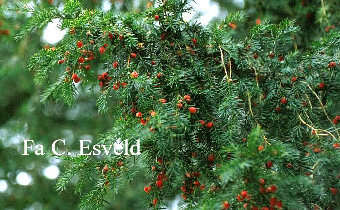 Taxus baccata