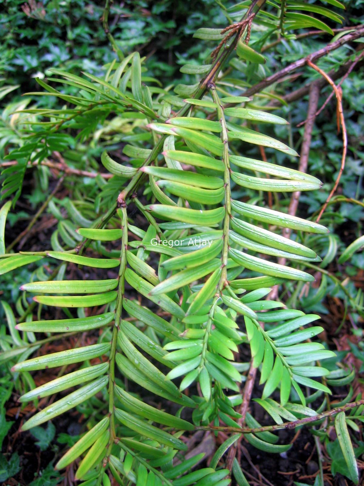 Taxus chinenis