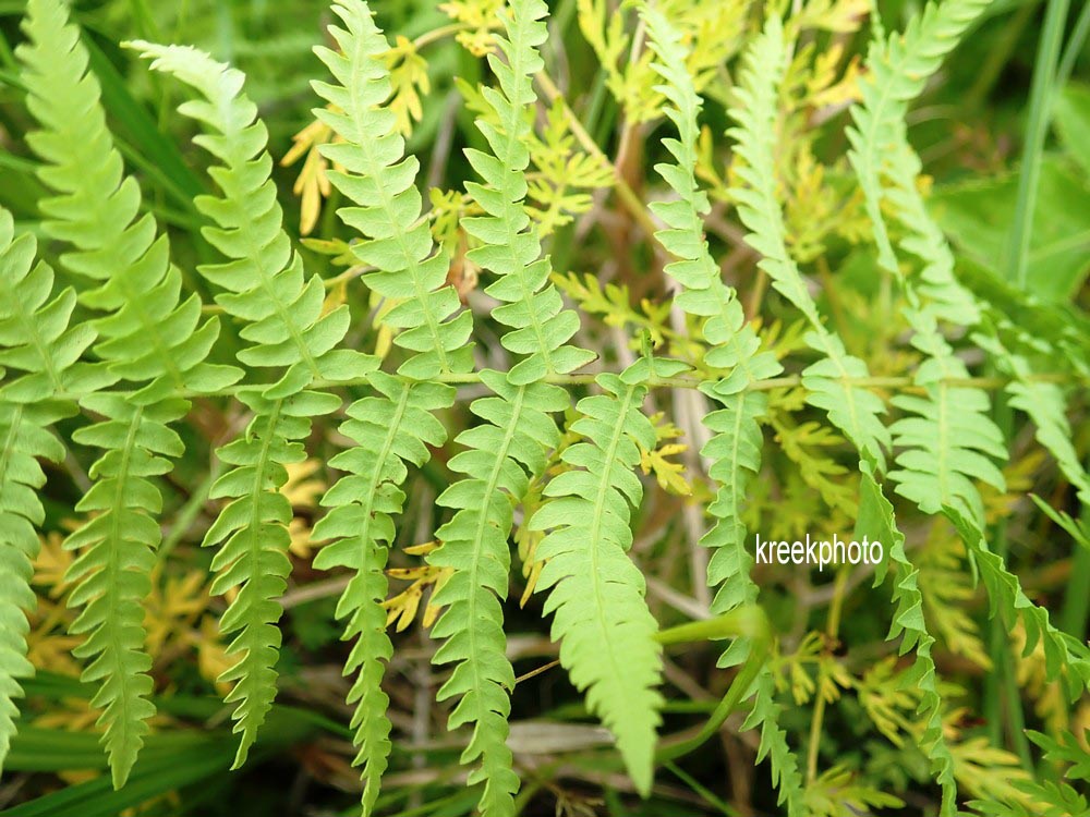 Thelypteris palustris