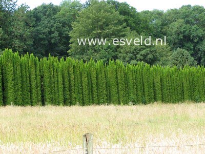 Thuja occidentalis 'Smaragd'