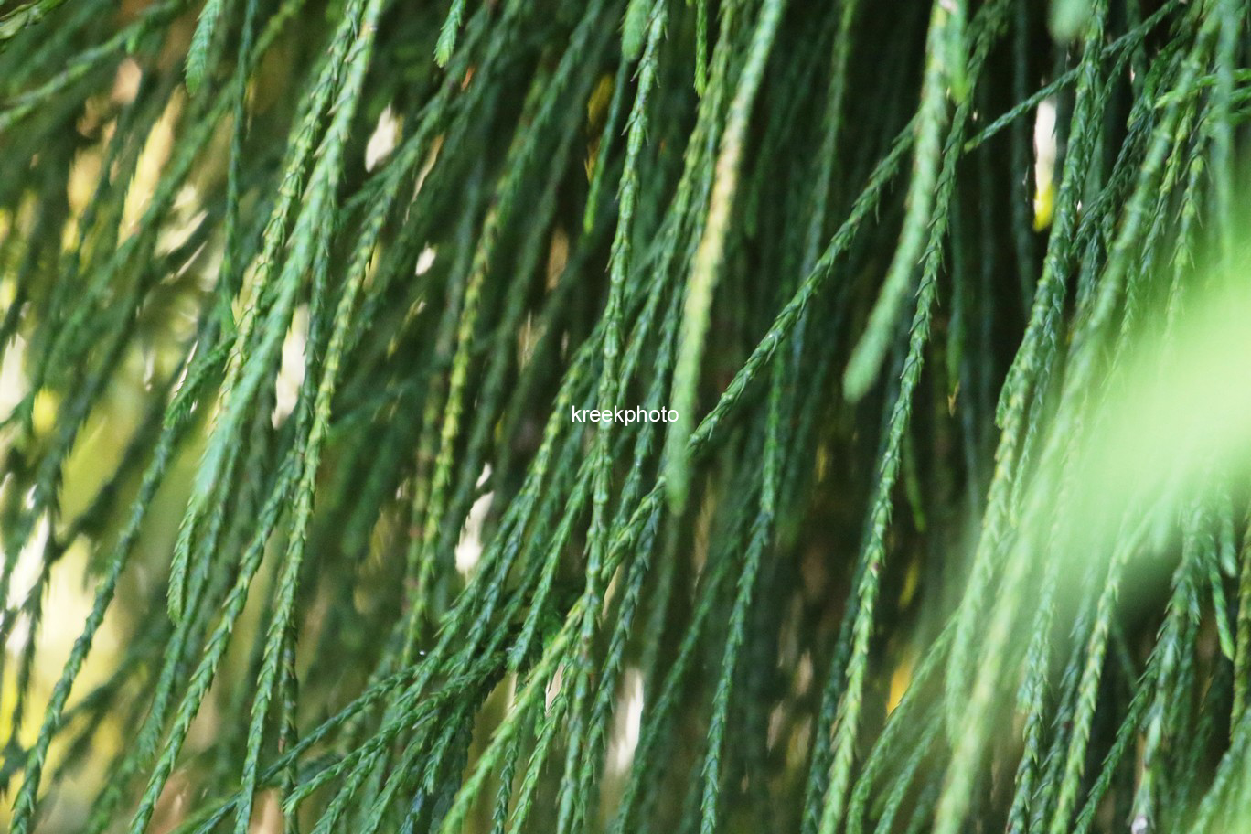 Thuja plicata 'Whipcord'