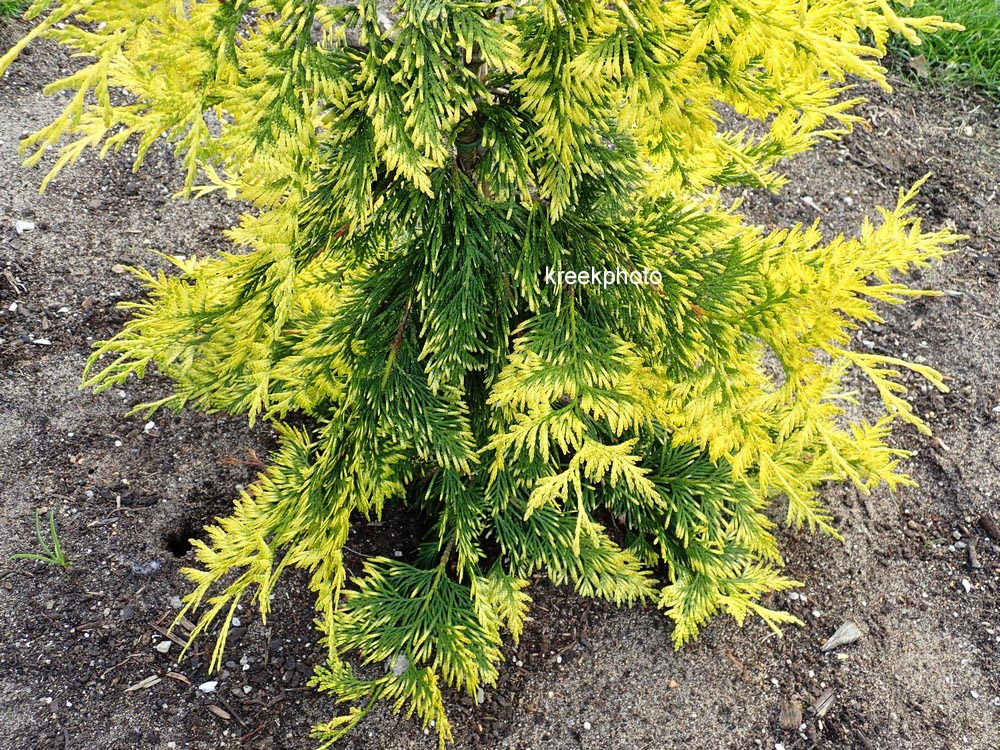 Thuja plicata 'Zebrina Extra Gold'