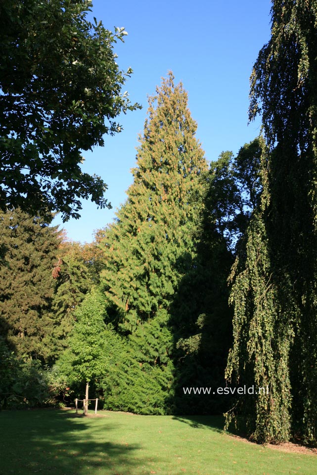 Thuja plicata