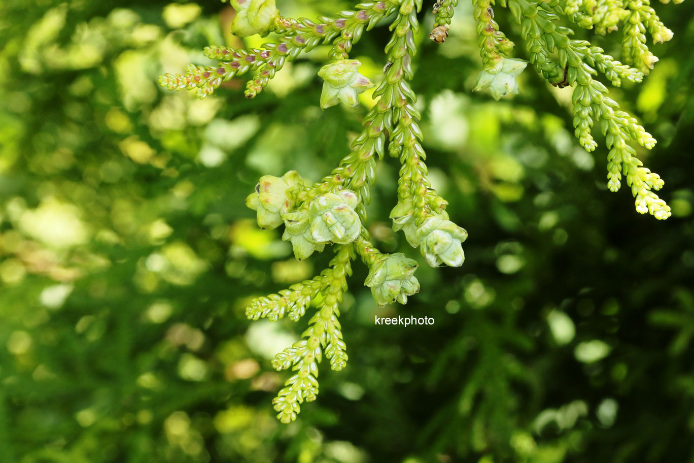 Thujopsis dolabrata 'Herrenhausen'