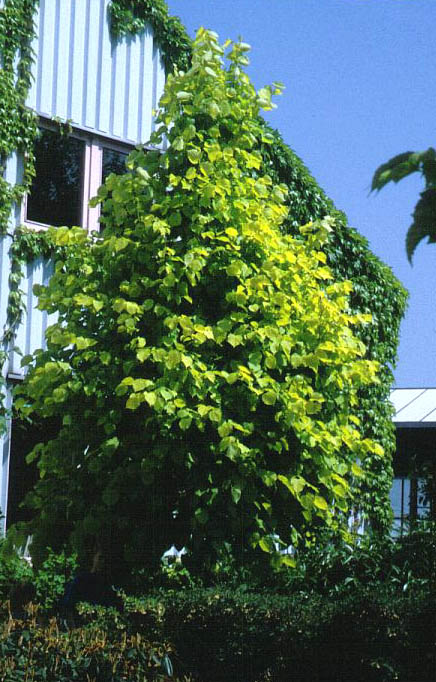 Tilia 'Jubilee'