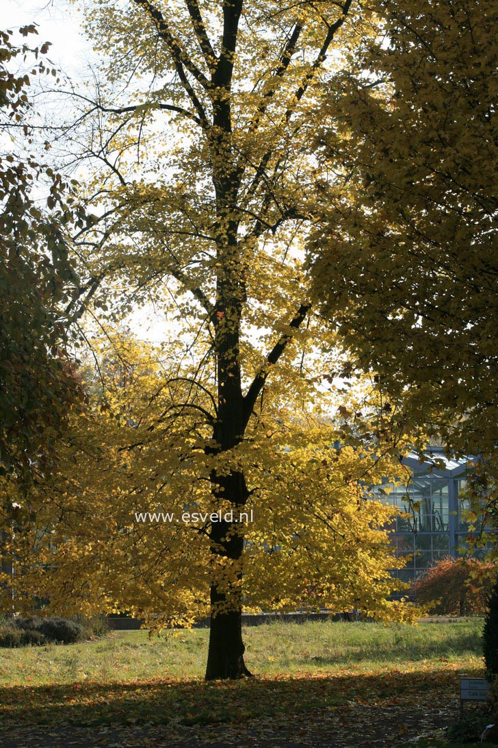 Tilia europaea