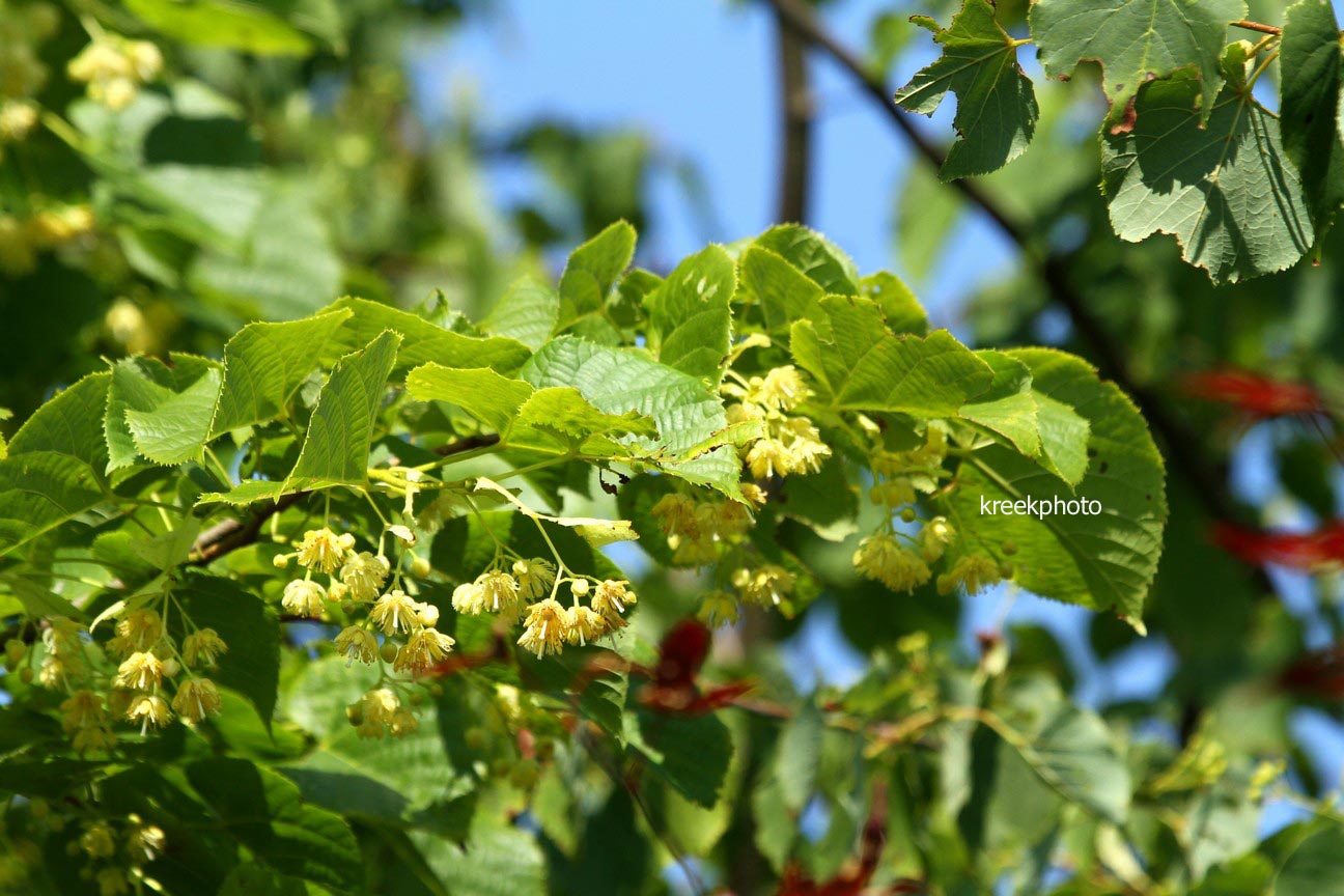 Tilia mandshurica