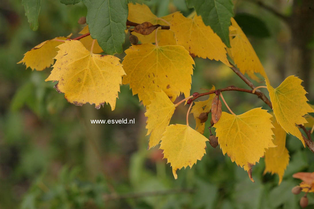 Tilia mongolica 'Harvest Gold'