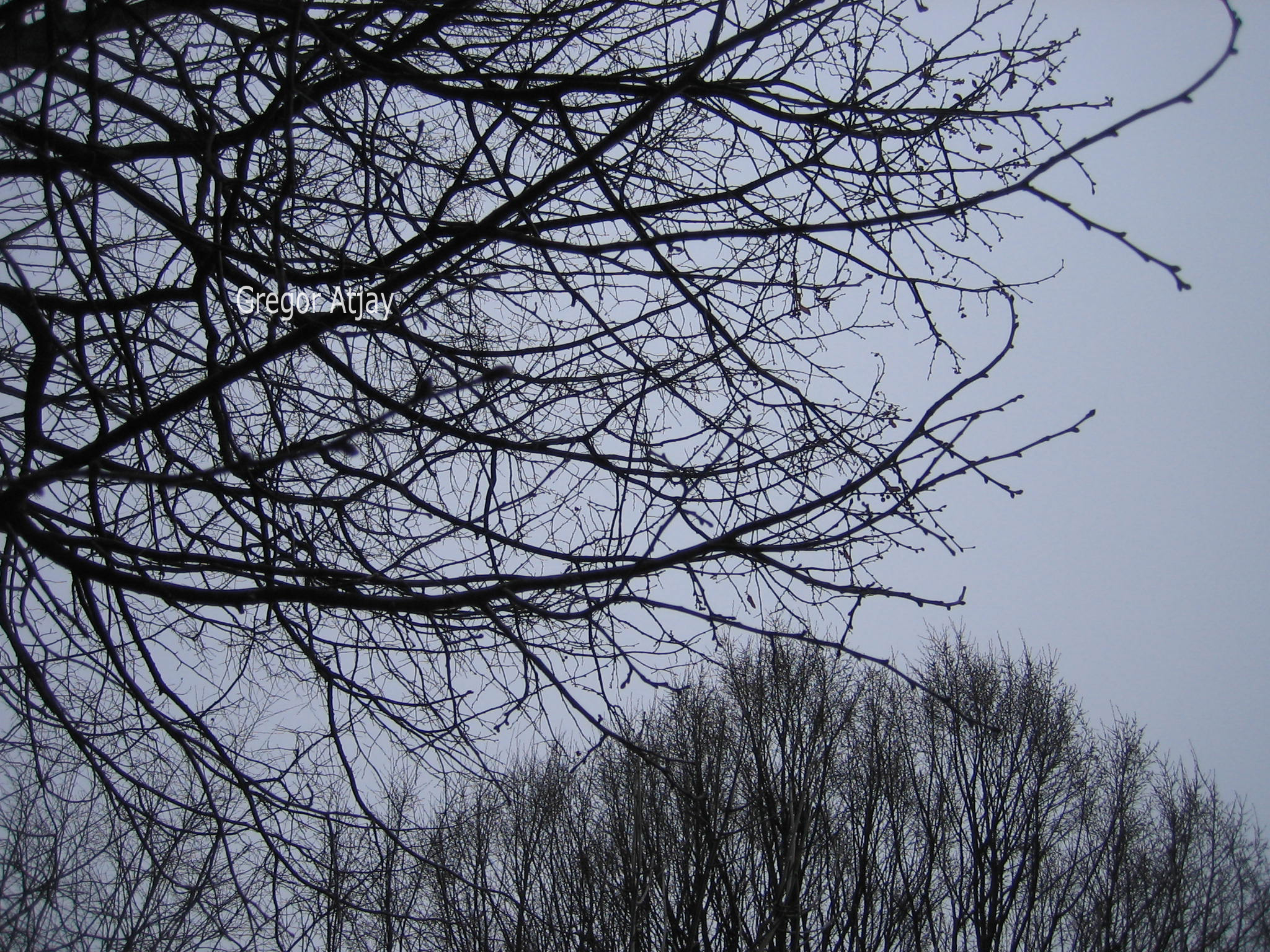 Tilia platyphyllos 'Rubra'