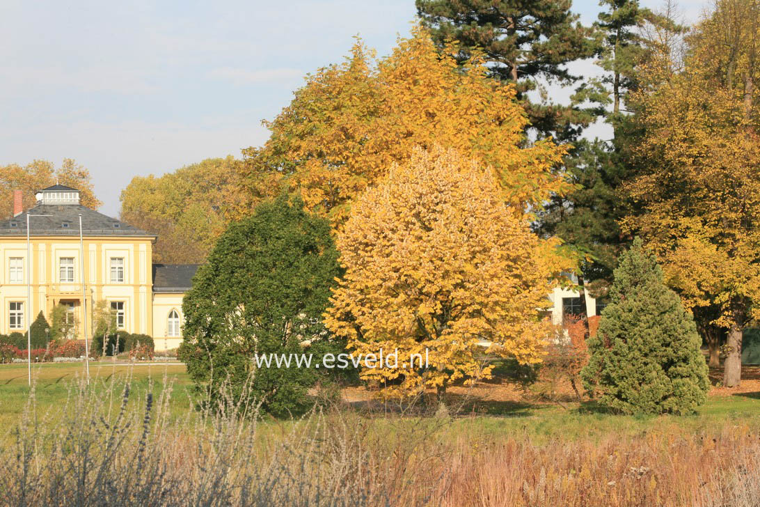 Tilia tomentosa
