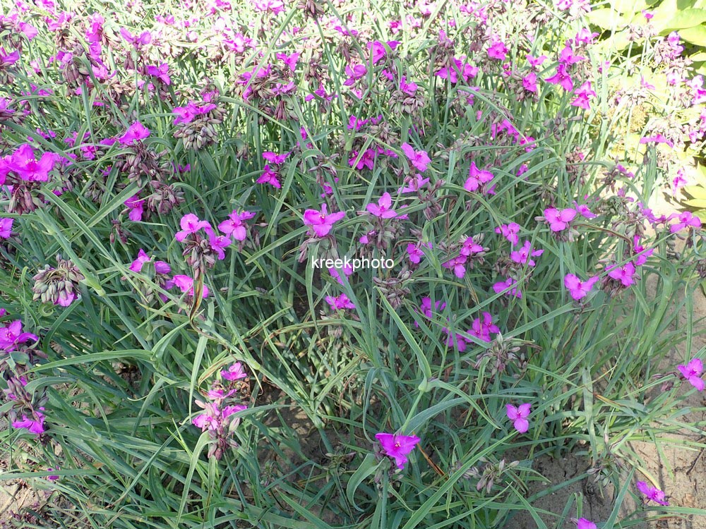 Tradescantia andersoniana 'Red Grape'