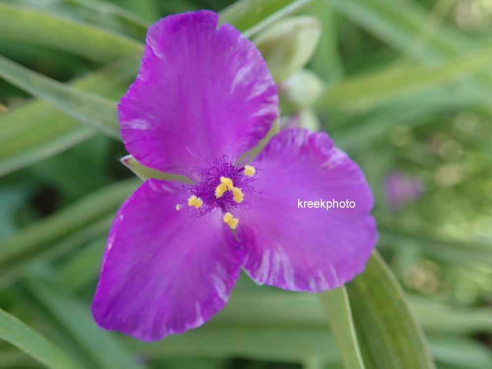 Tradescantia andersoniana 'Rubra'