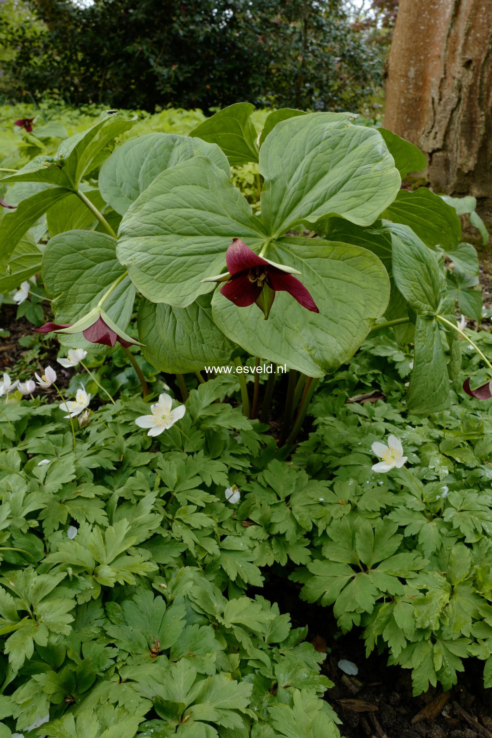 Trillium erectum