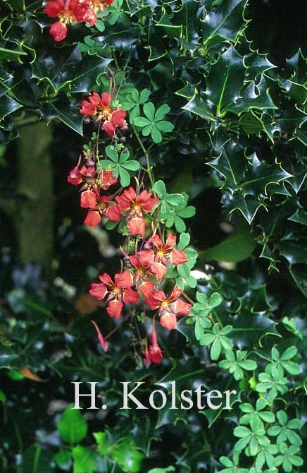 Tropaeolum speciosum