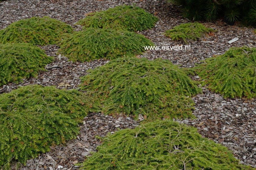 Tsuga canadensis 'Cole's Prostrate'