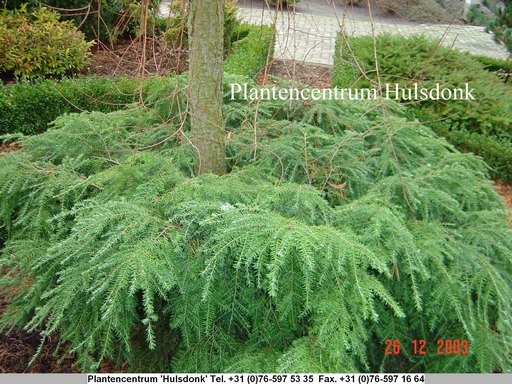 Tsuga canadensis 'Jeddeloh'