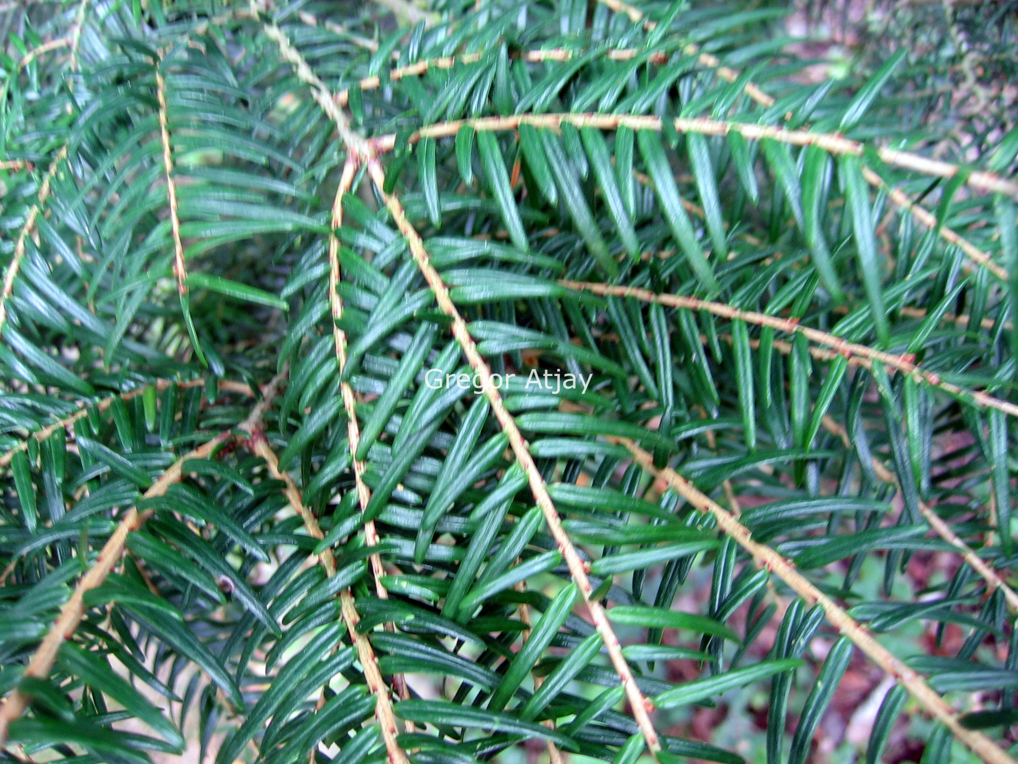 Tsuga chinensis