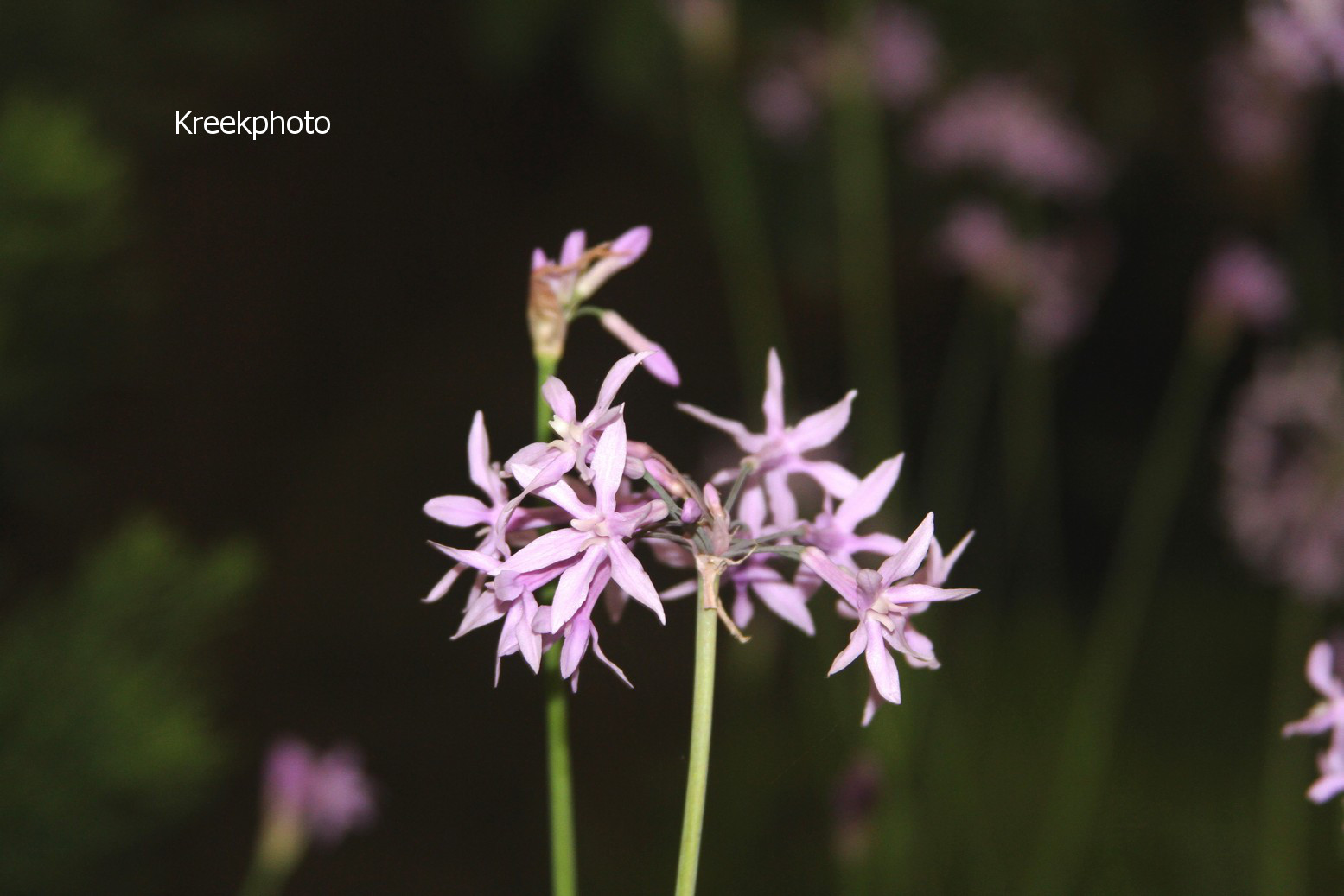Tulbaghia violacea
