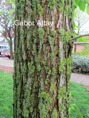 Ulmus 'Sapporo Autumn Gold'
