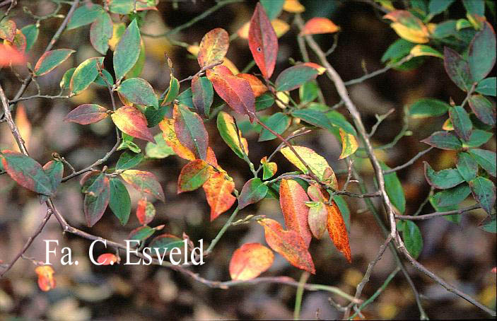 Vaccinium arctostaphylos