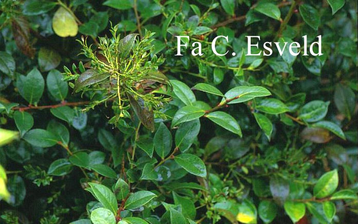 Vaccinium bracteatum