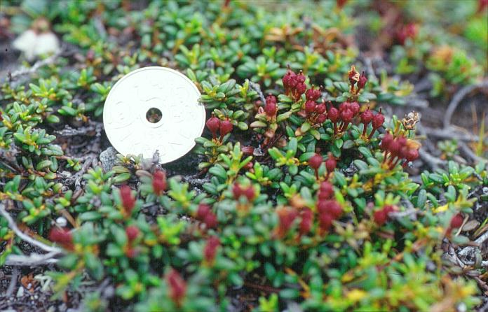 Vaccinium oxycoccus