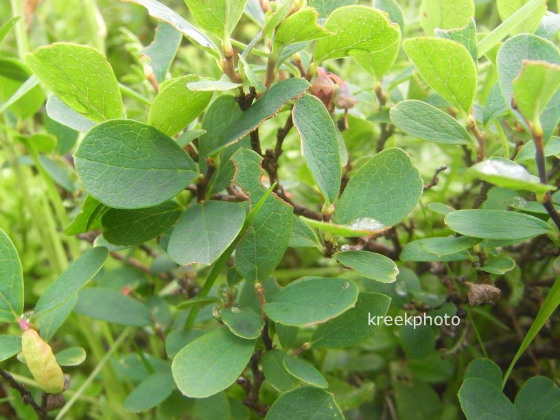 Vaccinium uliginosum